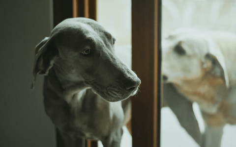 Perros - AR aberturas